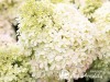 Hortenzija šluotelinė ,Living Royal Flower' (lot. Hydrangea paniculata)